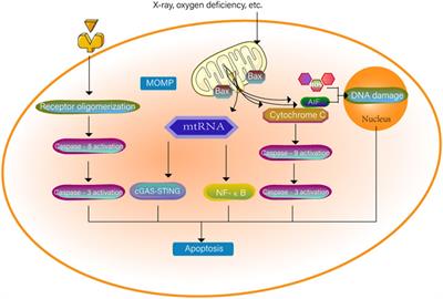 Mitochondria Related Cell Death Modalities and Disease